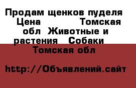 Продам щенков пуделя  › Цена ­ 6 000 - Томская обл. Животные и растения » Собаки   . Томская обл.